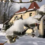 Wiezyczki *